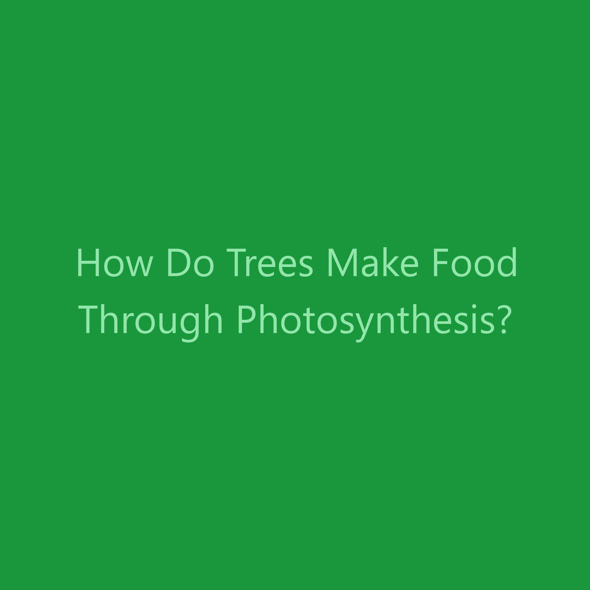 How Do Trees Make Food Through Photosynthesis?
